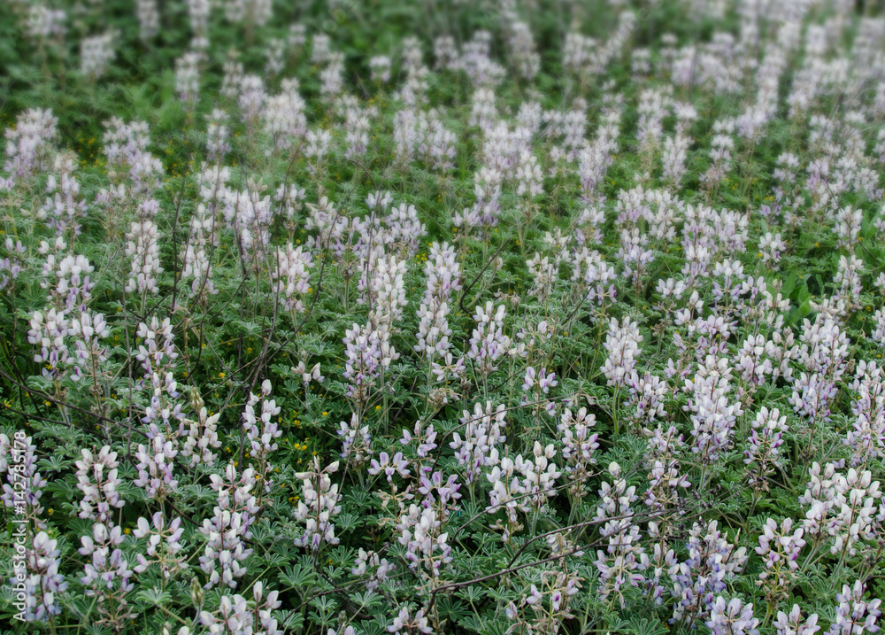 Flowering field Flowering field