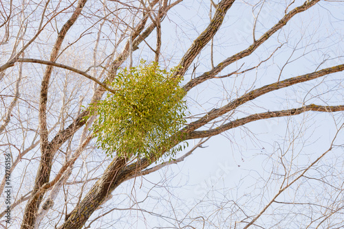 Viscum album or mistletoe is a hemiparasite on several species of trees, it has a significant role in European mythology, legends, and customs photo