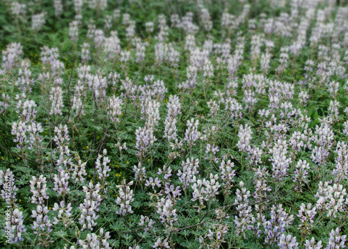 Flowering field