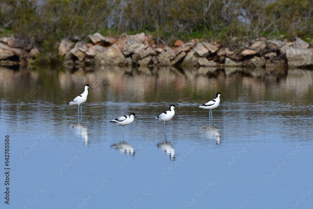 pied avoce, Ses Saline wetland,Majorca island pied avoce, Ses Saline wetland,Majorca island