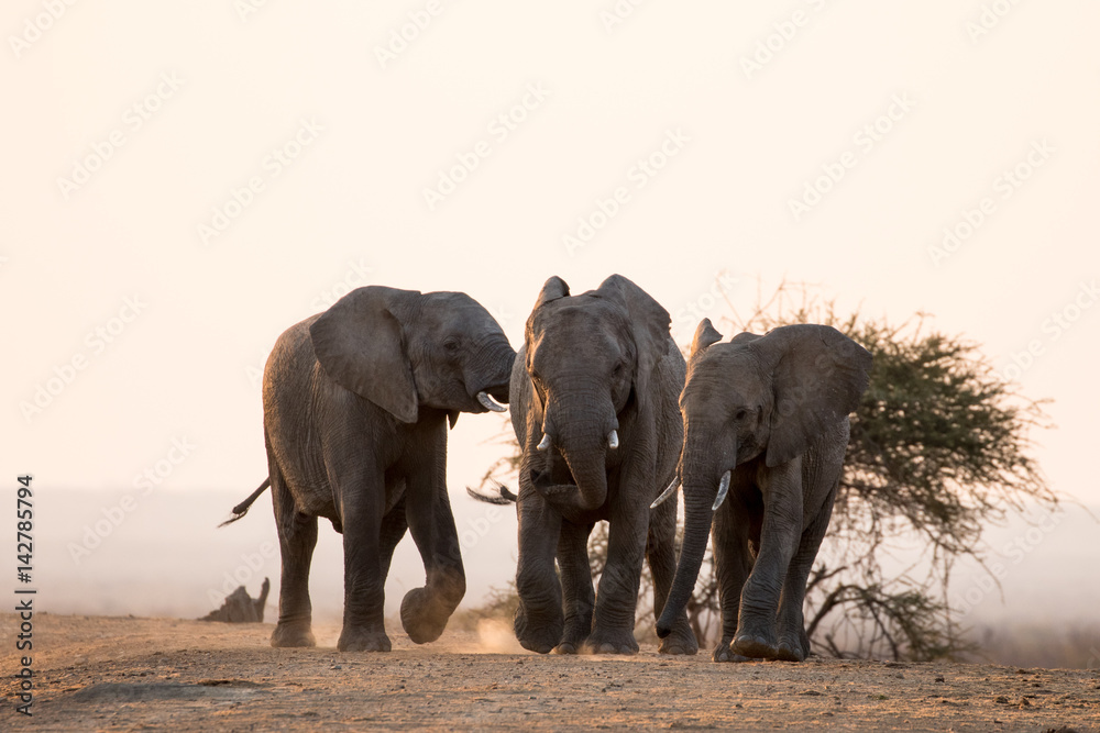 African elephants in the setting sun