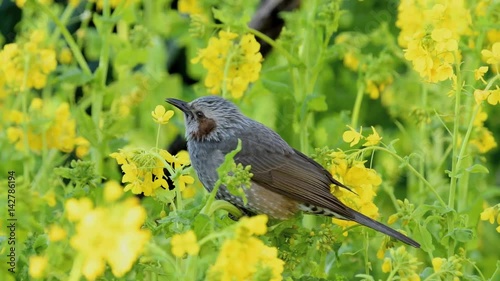 菜の花を食べるヒヨドリ(Brown-eared Bulbul) photo