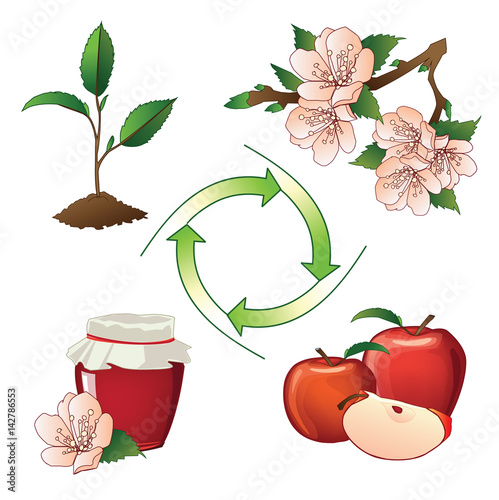 Lifecycle. Development stages
