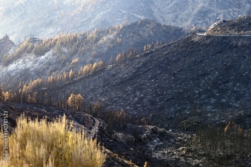 burned forest