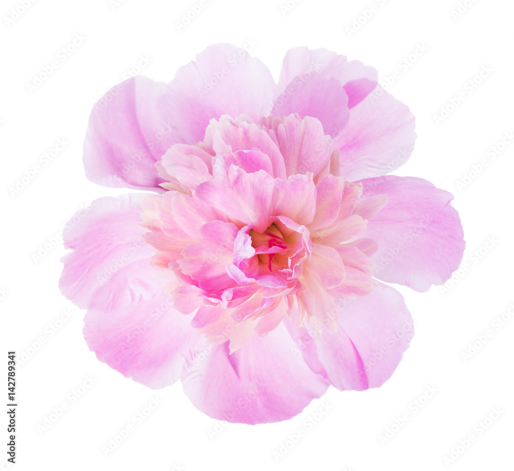 Pink peony isolated on white background. Pink peony isolated on white background.