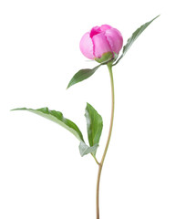 Papier peint photo Pivoines Pivoine rose tendre fond immaculé  © Antonel