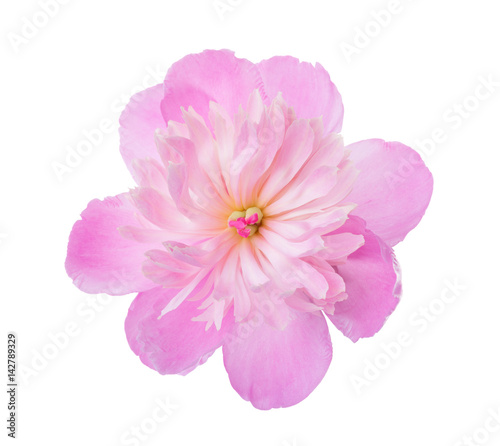 Pink peony  isolated on white background.