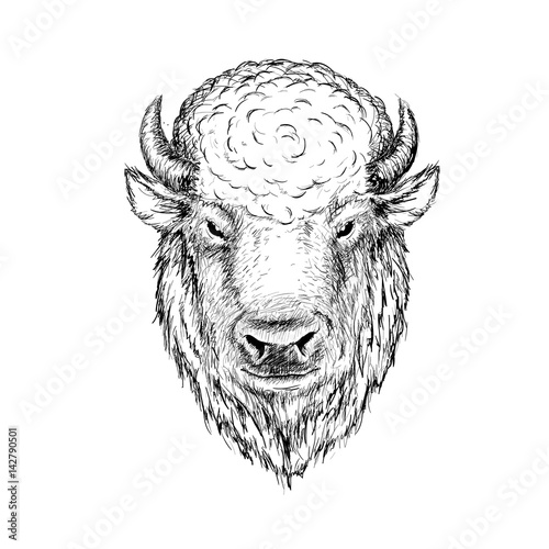 head of buffalo