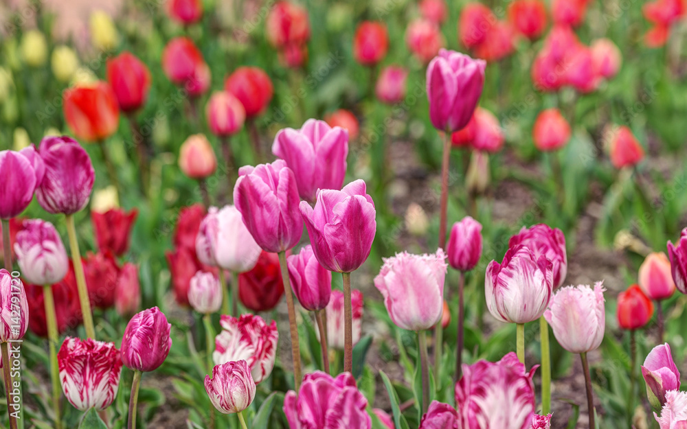 tulips in spring garden