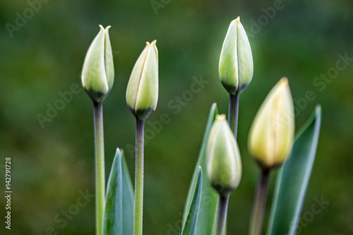 Tulpen