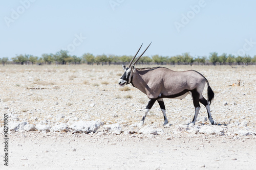 Oryx