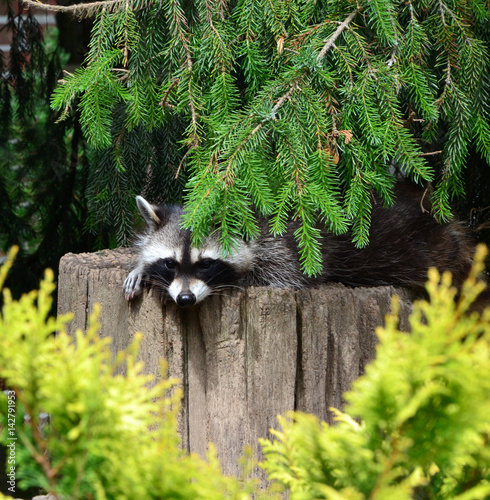 Shy Raccoon hiding behind fence and trees