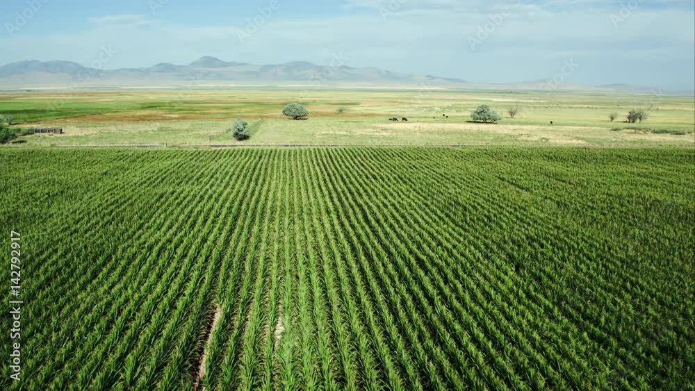 Flying over field of corn to cattle pasture Flying over field of corn to cattle pasture