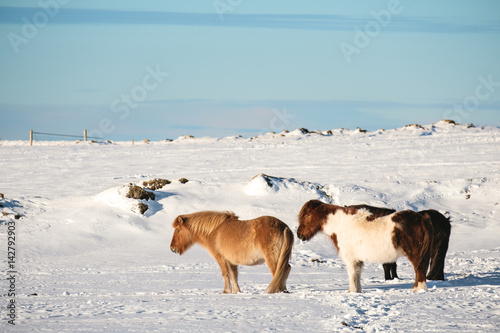 Pony horses standing in winter