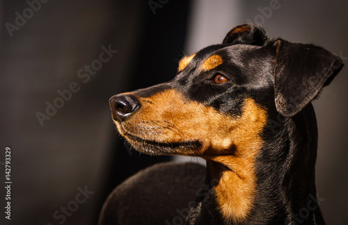 German pinscher