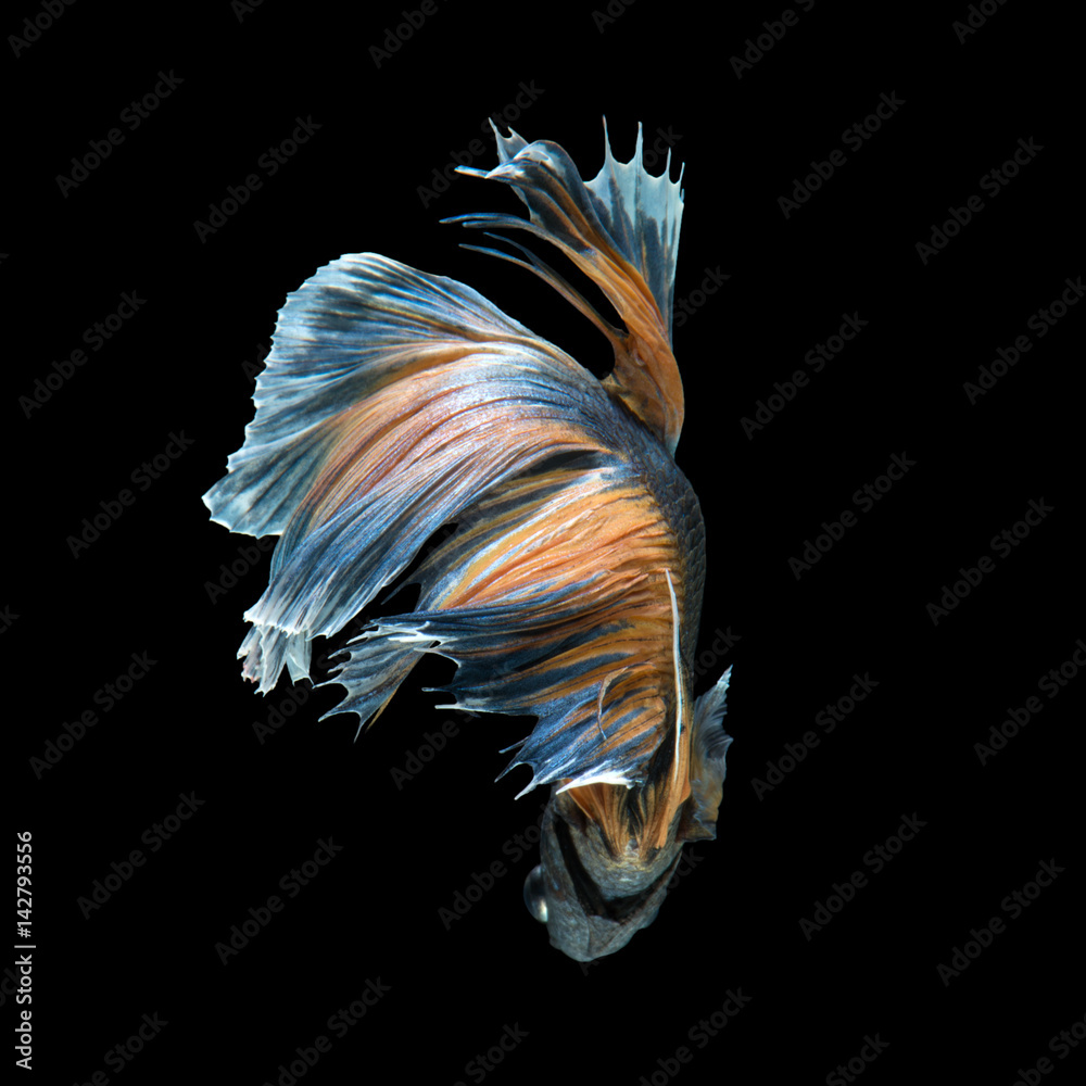 Betta fish Betta fish