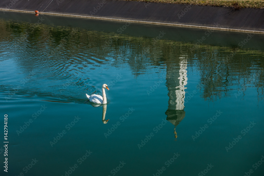 Fototapeta premium Kirche St. Valentin spiegelt sich im Isarkanal in Unterföhring bei München vor einem Schwan