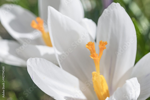 Fototapeta Naklejka Na Ścianę i Meble -  Closeup view of white crocus flower