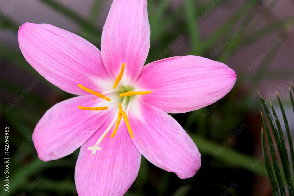 Obraz premium beautiful flower