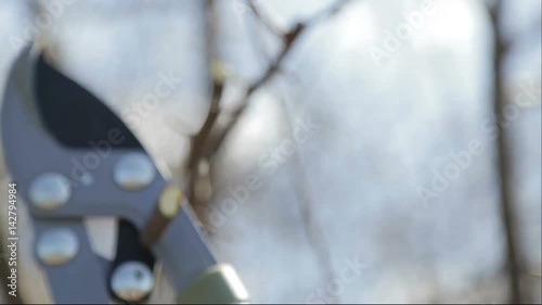 The boy cuts the trees in the garden with a pruner. The child helps to trim the trees in the park in the spring.
 photo