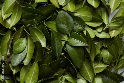 Pattern of green leaves