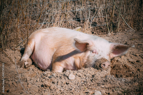 Свинья лежит в грязи и греется на солнце