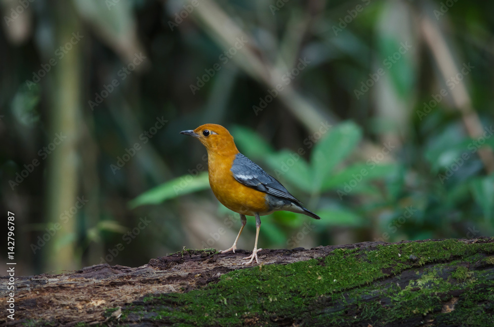 Orange-headed thrush (Geokichla citrina) Orange-headed thrush (Geokichla citrina)