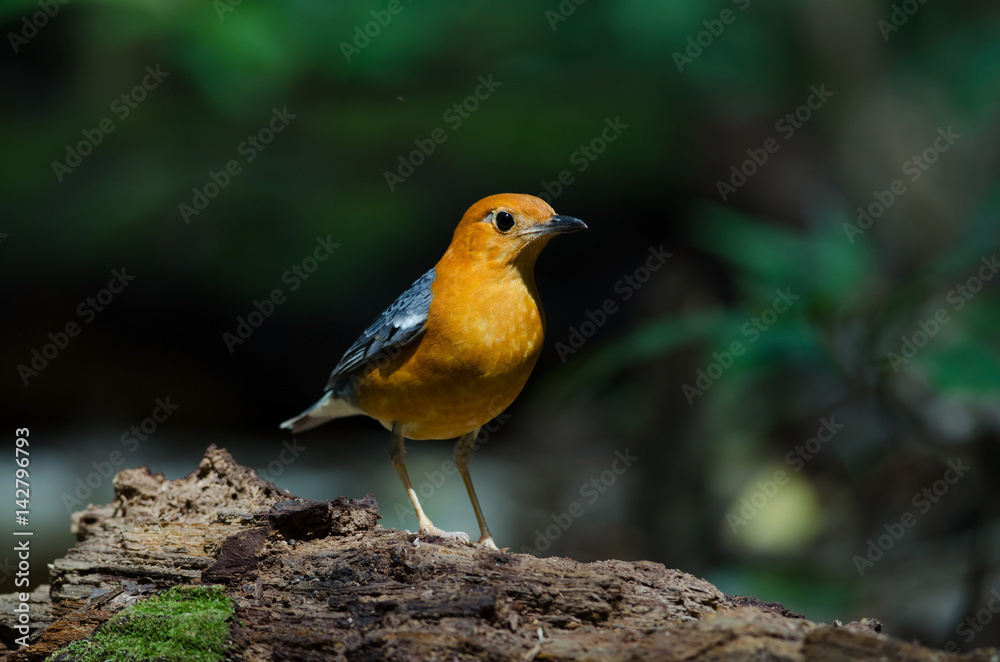 Orange-headed thrush (Geokichla citrina)