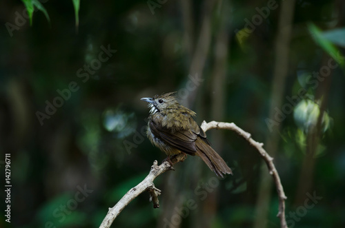 Ochraceous Bulbul bird (Alophoixus ochraceus)
