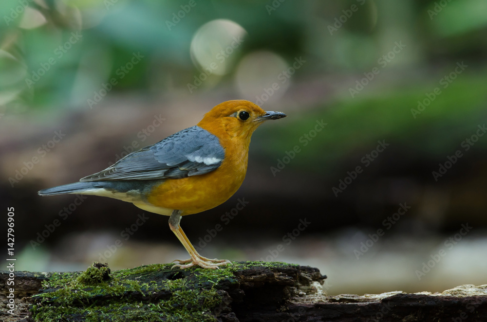 Orange-headed thrush (Geokichla citrina) Orange-headed thrush (Geokichla citrina)