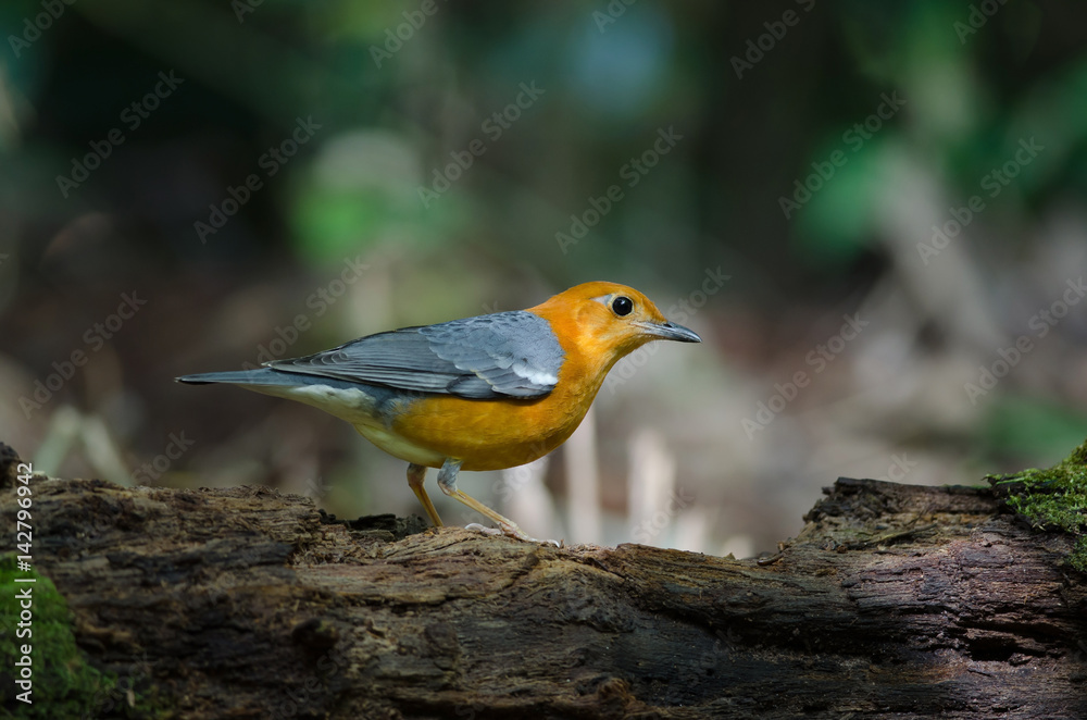 Fototapeta premium Orange-headed thrush (Geokichla citrina)