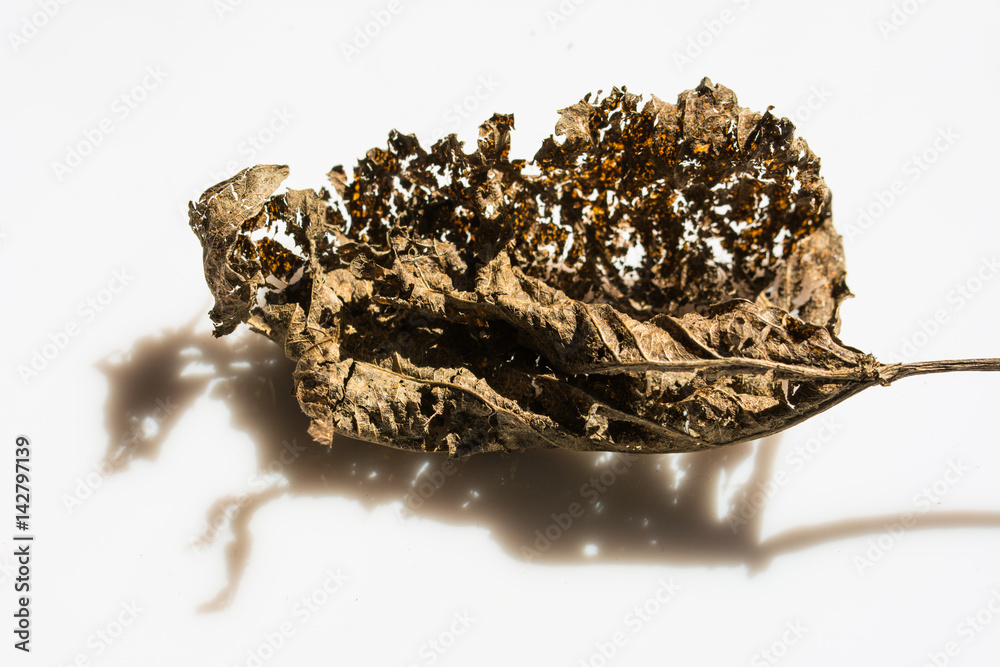 Remainings of dry, curled leaf with animal shape shadow - isolated on white background Remainings of dry, curled leaf with animal shape shadow - isolated on white background