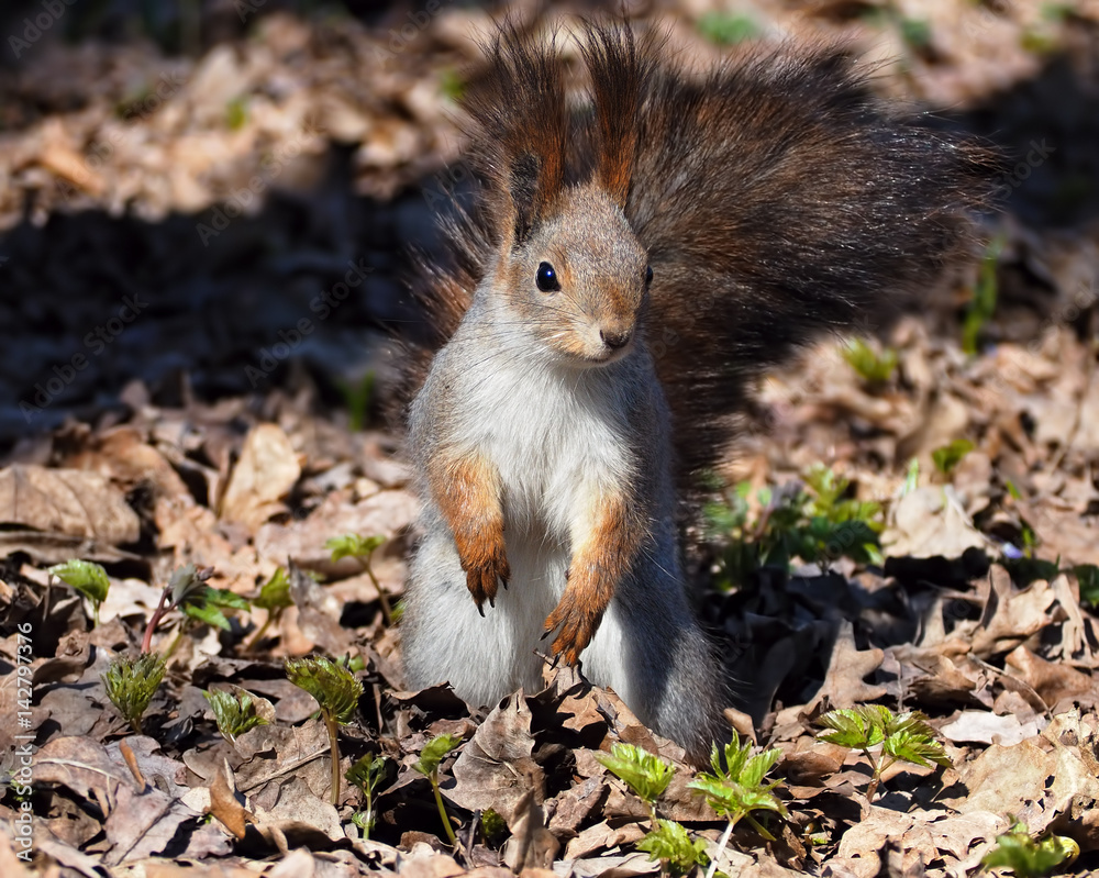 Red squirrel staying at park and looking at camera Red squirrel staying at park and looking at camera