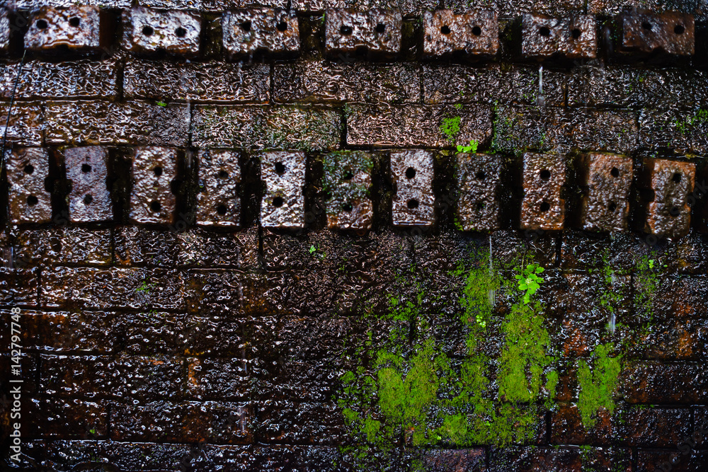 grunge brick wall with mos or ivy for wallpapwer or background.