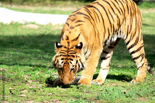 tiger smelling