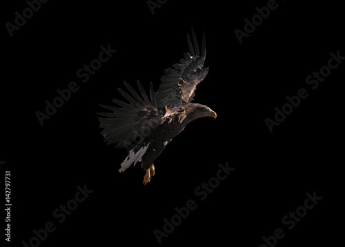 Eagle is flying beautiful isolated at black