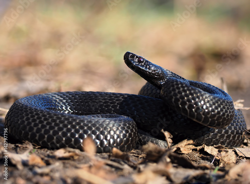 Black snake at the forest at the leaves curled up in the ball view from down