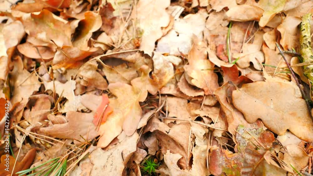 Oak leaves. Autumn park ground with carpet of dry orange oak leaves, broken twigs and long pine needles. Slow camera movement close up to ground. Oak leaves. Autumn park ground with carpet of dry orange oak leaves, broken twigs and long pine needles. Slow camera movement close up to ground.