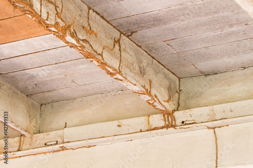 Konstfotografi The wood home with termites damage
