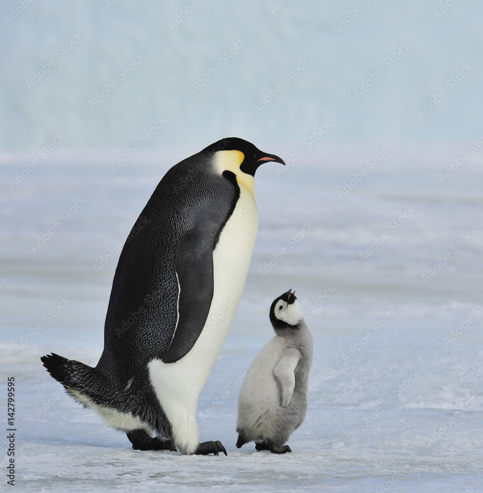 Obraz premium Emperor Penguin with chick