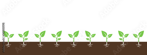 Vector background with growing sprouts