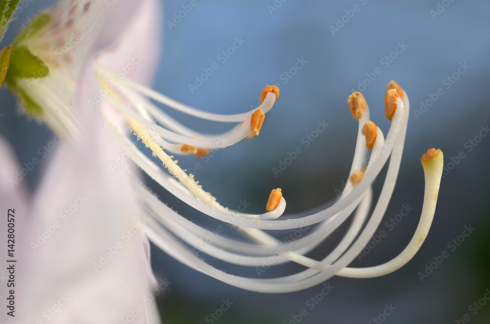 Azalia Schlippenbacha, Rhododendron schlippenbachii, azalia królewska - obrazy, fototapety, plakaty 