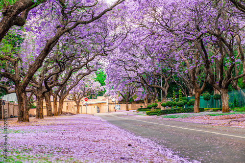 Jacaranda Street