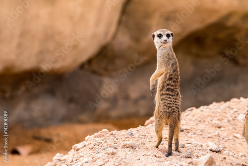 Meerkat Looking over Shoulder