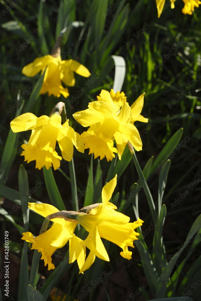 Fototapeta premium Narzissenblüte (Narcissus Pseudonarcissus)