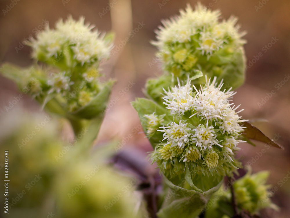 White Butterbur - Petasites albus blooming in the forest White Butterbur - Petasites albus blooming in the forest