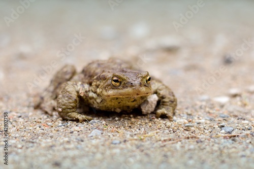 Brown frog on a forest road