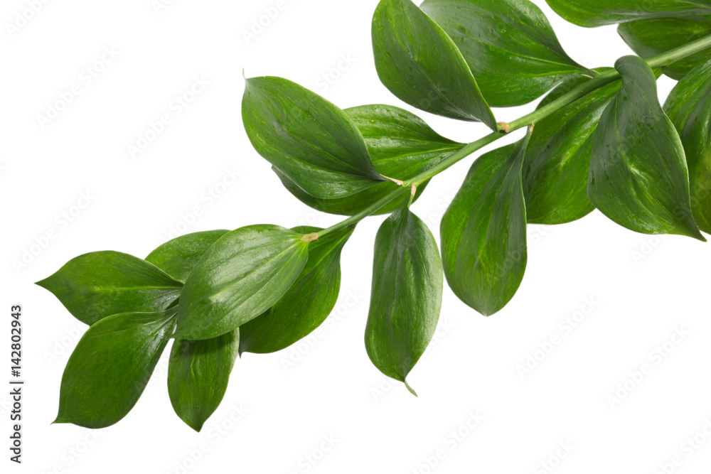 Green branch isolated