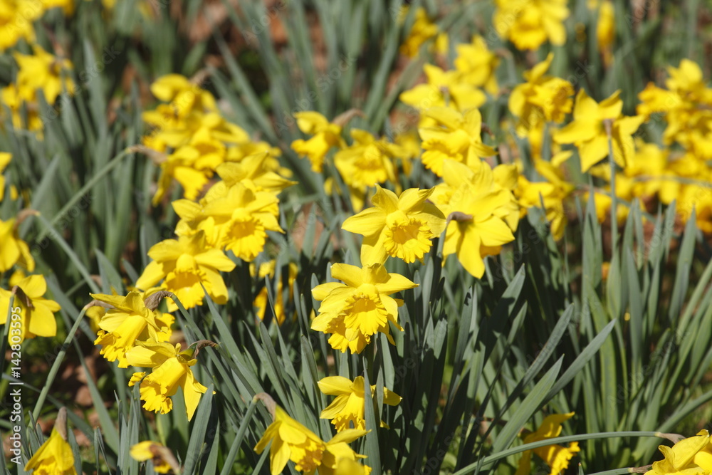 Obraz premium Narzissenblüte (Narcissus Pseudonarcissus)