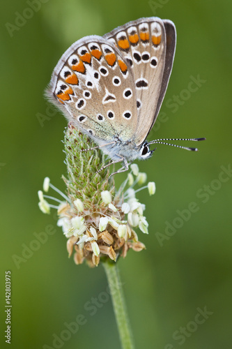 Butterfly Closeup photo